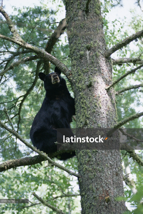 Hembra de oso negro (Ursus americanus) en árboles, Minnesota