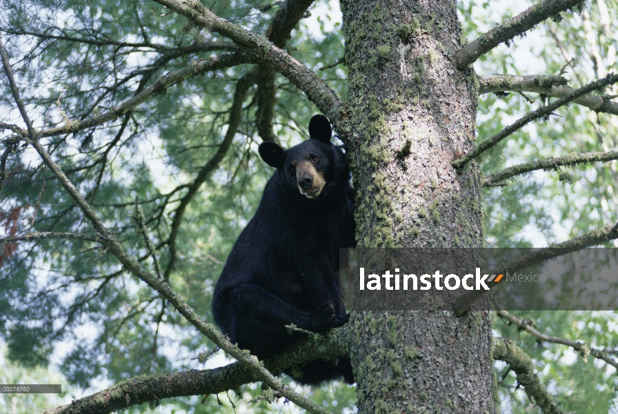 Hembra de oso negro (Ursus americanus) en árboles, Minnesota