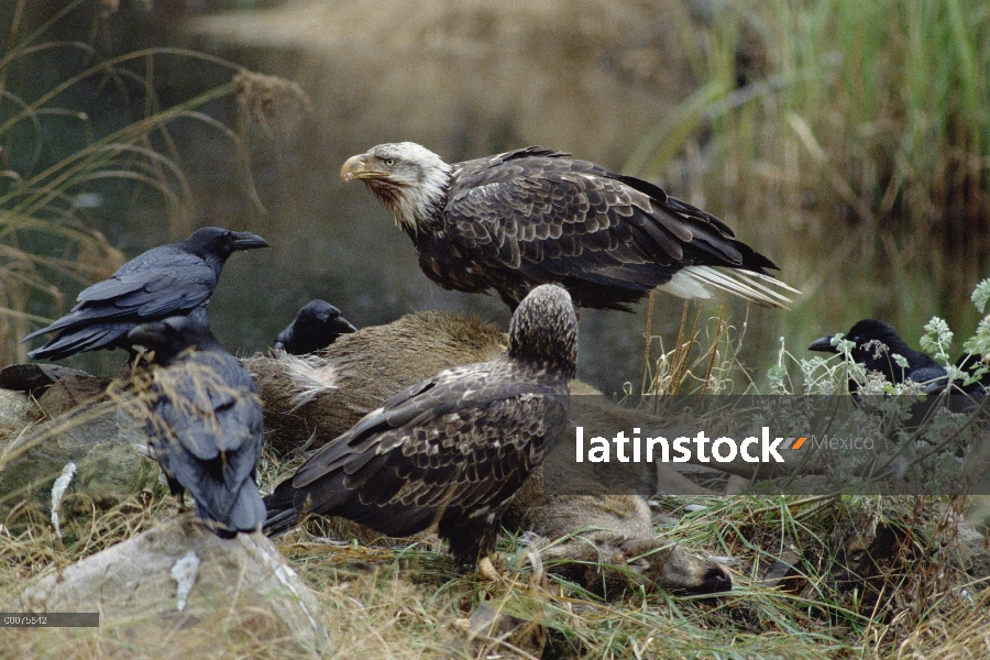 Águila calva (Haliaeetus leucocephalus) par con Raven común (corax de Corvus) del grupo alimentación