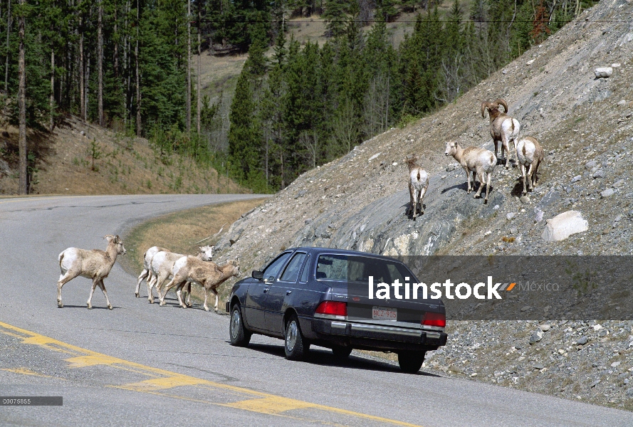 Borrego cimarrón (Ovis canadensis) cruzando la calle como vehículo espera, Parque nacional Banff, Al