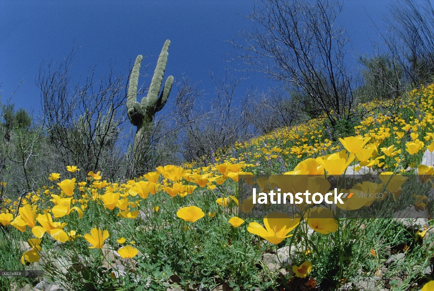 Campo de amapola de oro mexicana (Eschscholzia glyptosperma) con cactus Saguaro (Carnegiea gigantea)