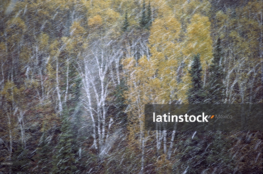 Primera nieve sobre abedules, Northwoods, Minnesota