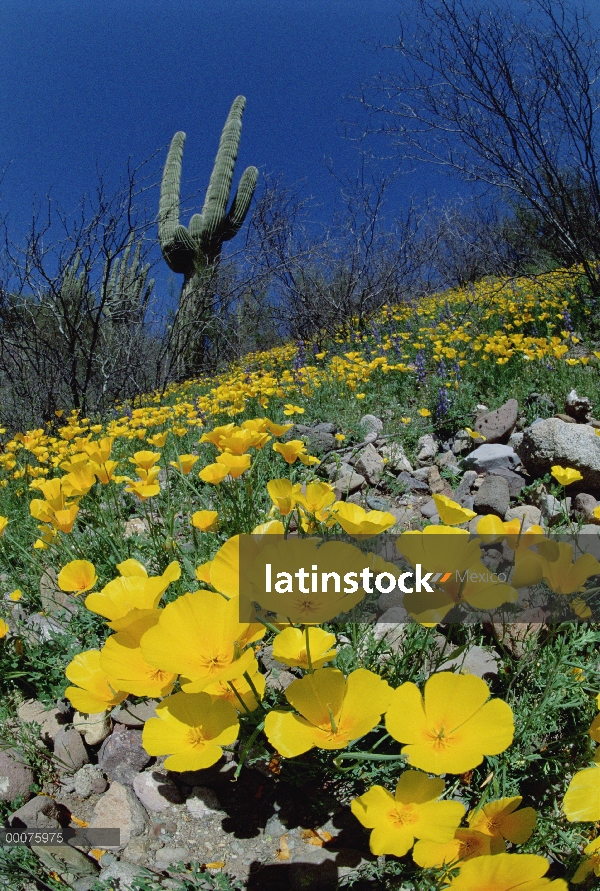 Campo de amapola de oro mexicana (Eschscholzia glyptosperma) con cactus Saguaro (Carnegiea gigantea)