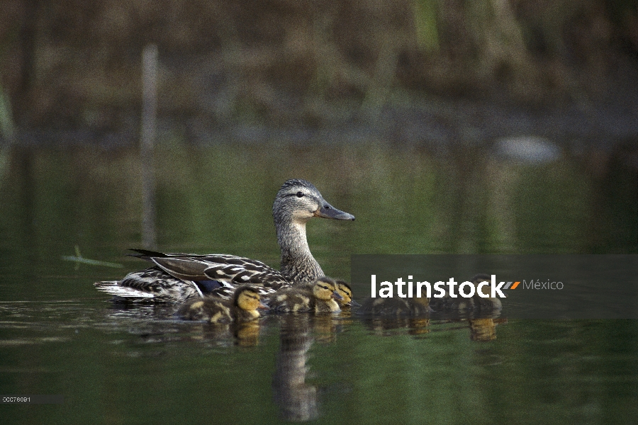 Madre de ánade azulón (Anas platyrhynchos) con los pollitos, Alaska