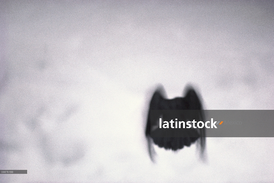 Cuervo común (Corvus corax) volar sobre suelo Nevado, Minnesota