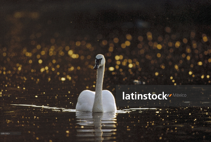 Cisne Trompetero (Cygnus buccinator) en la charca, Minnesota