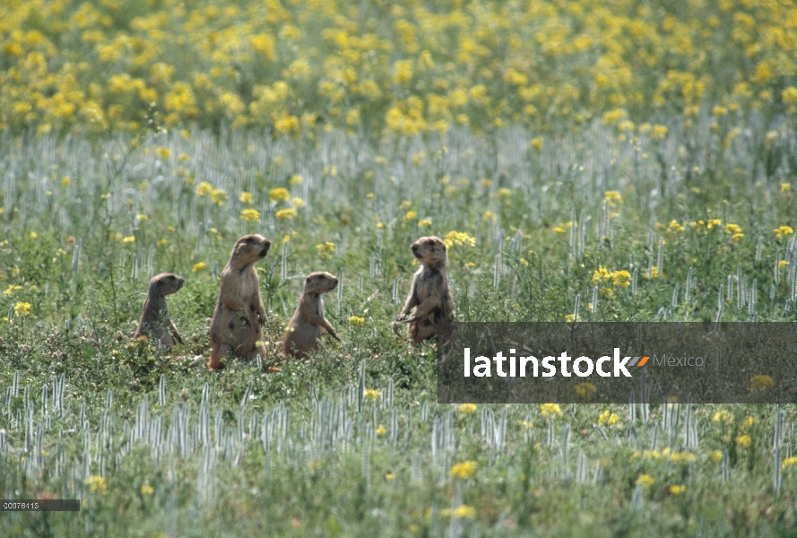 Grupo de perro de la pradera (ludovicianus de Cynomys) negro-cola en la entrada de la madriguera, Da