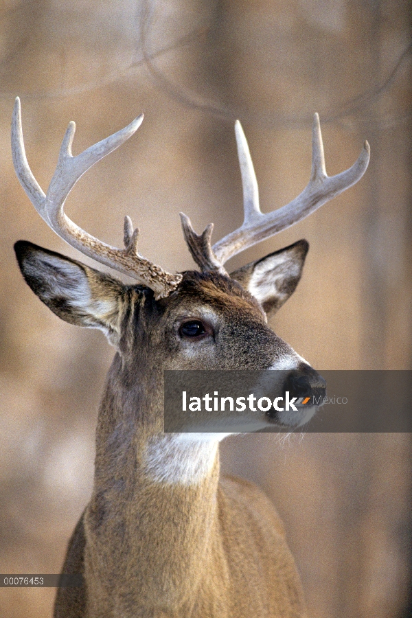 Hombre venado de cola blanca (Odocoileus virginianus), Minnesota