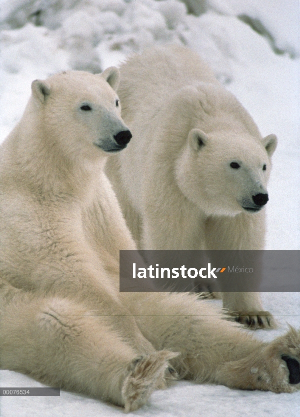 Oso polar (Ursus maritimus) par loafing, Churchill, Manitoba, Canadá