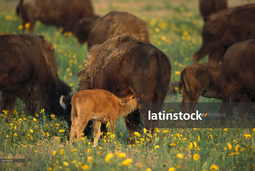 Bisonte americano (bisonte del bisonte) madre a ancianos jóvenes, Dakota del sur