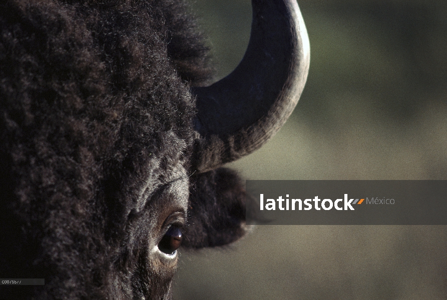 Cara de bisonte americano (Bison bison), el parque estatal Custer, Dakota del sur