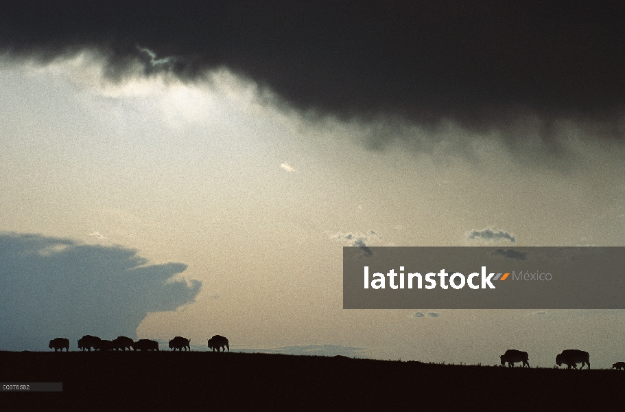 Manada de bisonte americano (bisonte del bisonte) recorta en filo bajo un cielo tormentoso, Dakota d