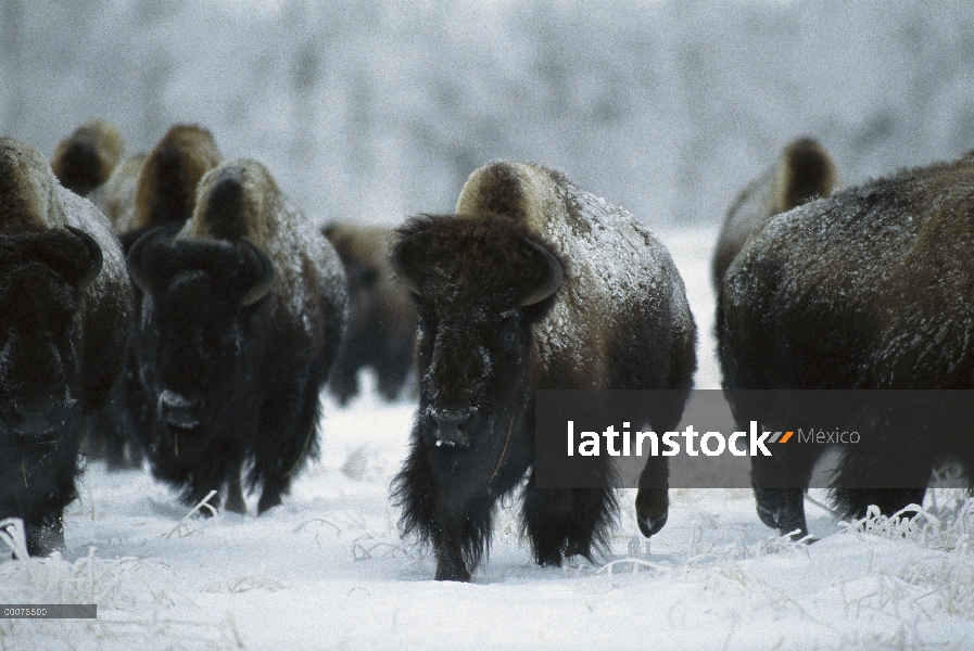 Manada de bisonte americano (bisonte del bisonte) en invierno, Blue Mounds State Park, Minnesota