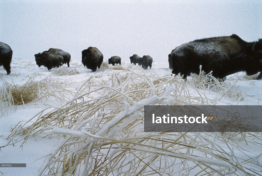 Manada de bisonte americano (bisonte del bisonte) en invierno, Blue Mounds State Park, Minnesota