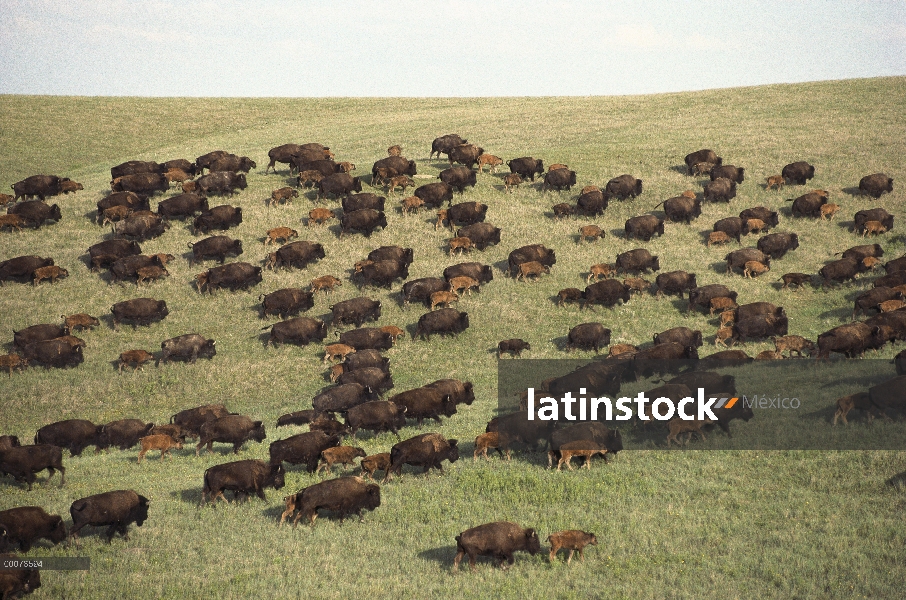 Manada de bisonte americano (Bison bison) de adultos y terneros en pradera de tallgrass, Dakota del 