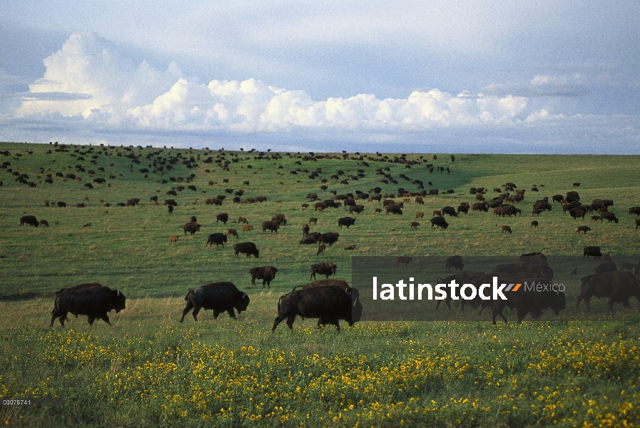 Manada de bisonte americano (Bison bison) de adultos y terneros en pradera de tallgrass, Dakota del 