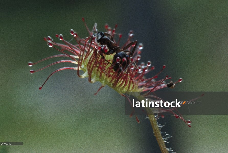 Atrapamoscas (Drosera sp) con ant capturado, Minnesota