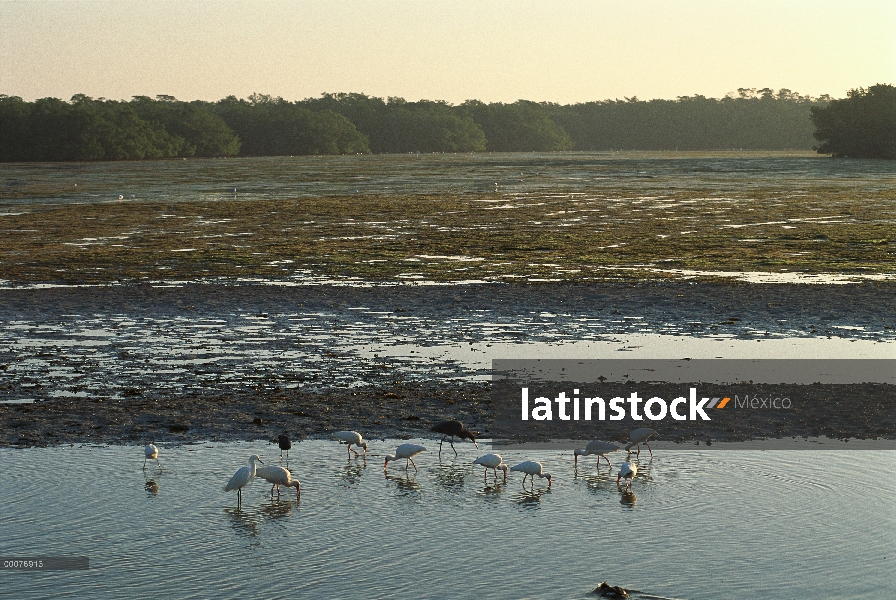 Ibis blanco (Eudocimus albus) bandada alimentándose en marismas, Ding Darling National Wildlife Refu