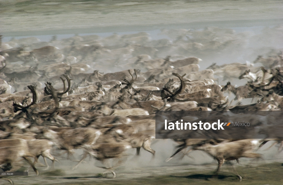 Caribú (Rangifer tarandus) manada en estampida, Arctic National Wildlife Refuge, Alaska