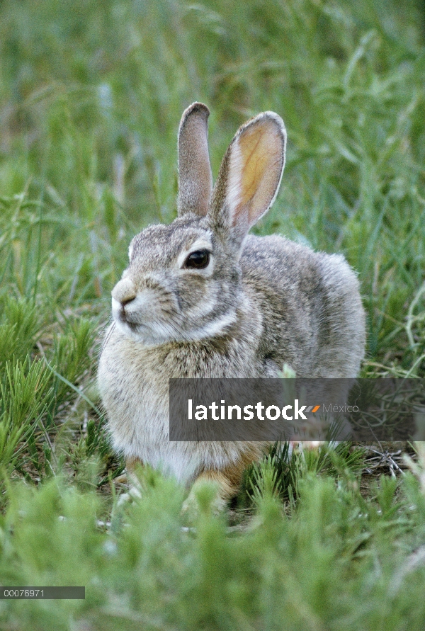 Conejo conejo (Sylvilagus aquaticus), Dakota del sur