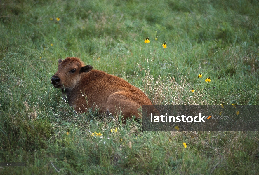 Ternero de bisonte americano (bisonte del bisonte) descansando en la hierba de pradera, Dakota del s