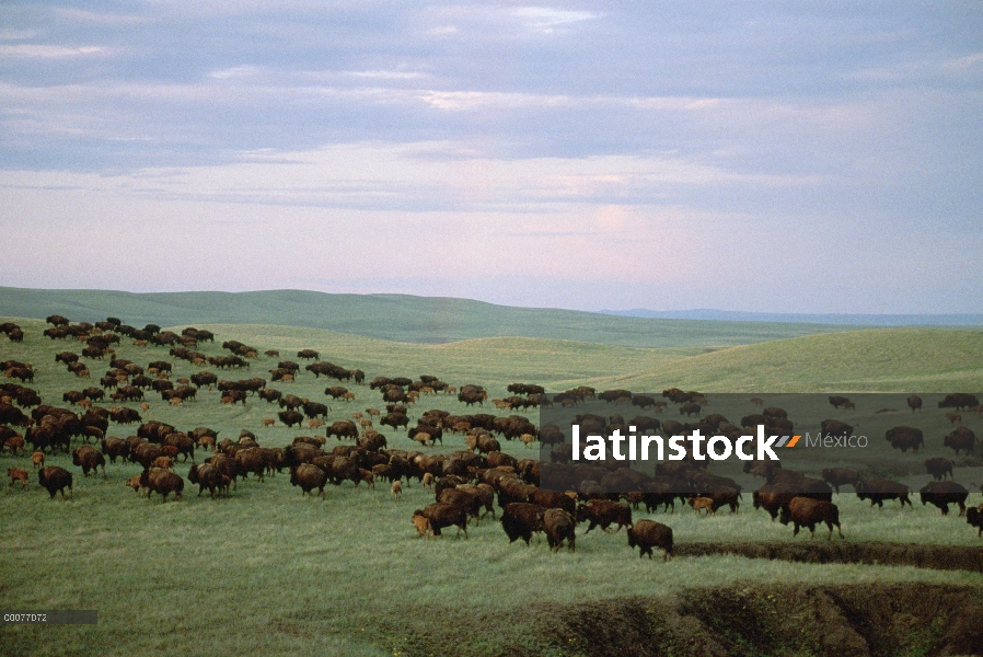 Manada de bisonte americano (Bison bison) de adultos y terneros en pradera de tallgrass, Dakota del 