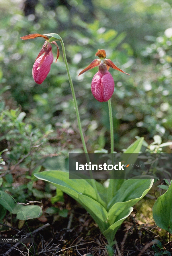 Sin tallo zapatilla de Dama (Cypripedium acaule) Orquídea en suelo del bosque, Minnesota