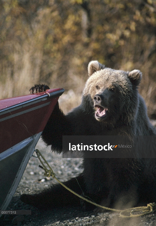 Oso Grizzly (Ursus arctos horribilis) jugando en la proa del barco, Alaska