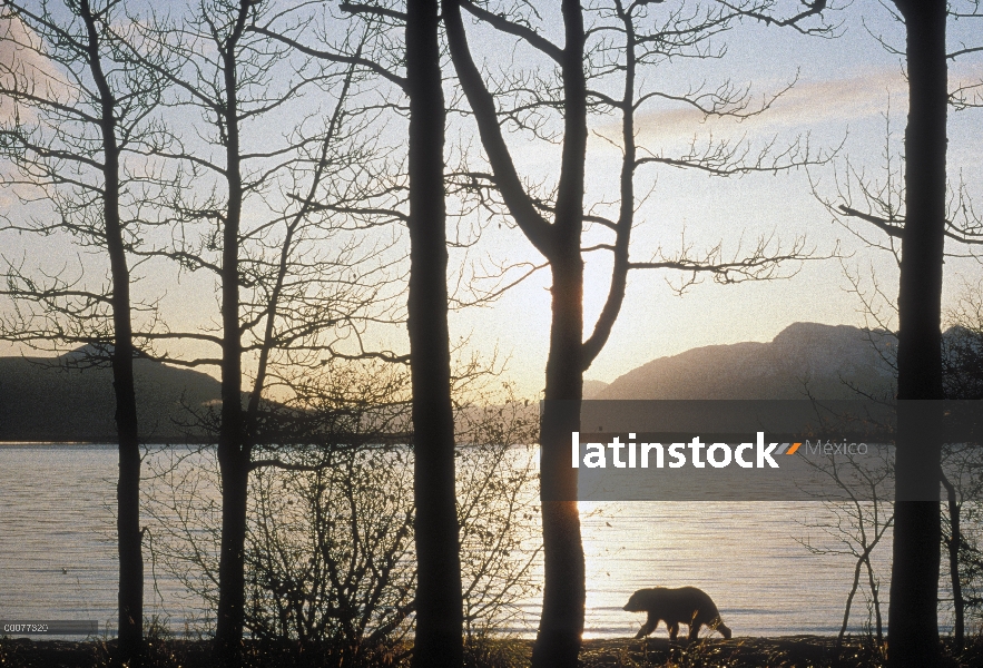 Oso Grizzly (Ursus arctos horribilis) Silueta lago Naknek camina a lo largo de la costa al atardecer