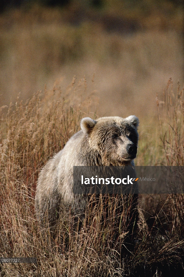 Oso Grizzly (Ursus arctos horribilis) en pasto de otoño, Alaska