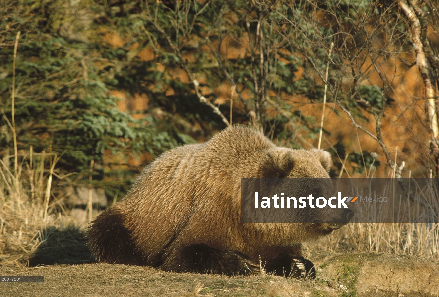 Oso Grizzly (Ursus arctos horribilis) descanso, Alaska