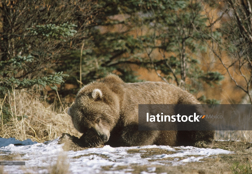 Oso Grizzly (Ursus arctos horribilis) durmiendo, Alaska