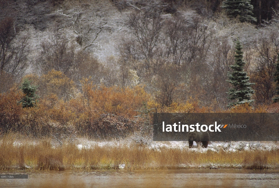 Oso Grizzly (Ursus arctos horribilis) en lakeside, Alaska