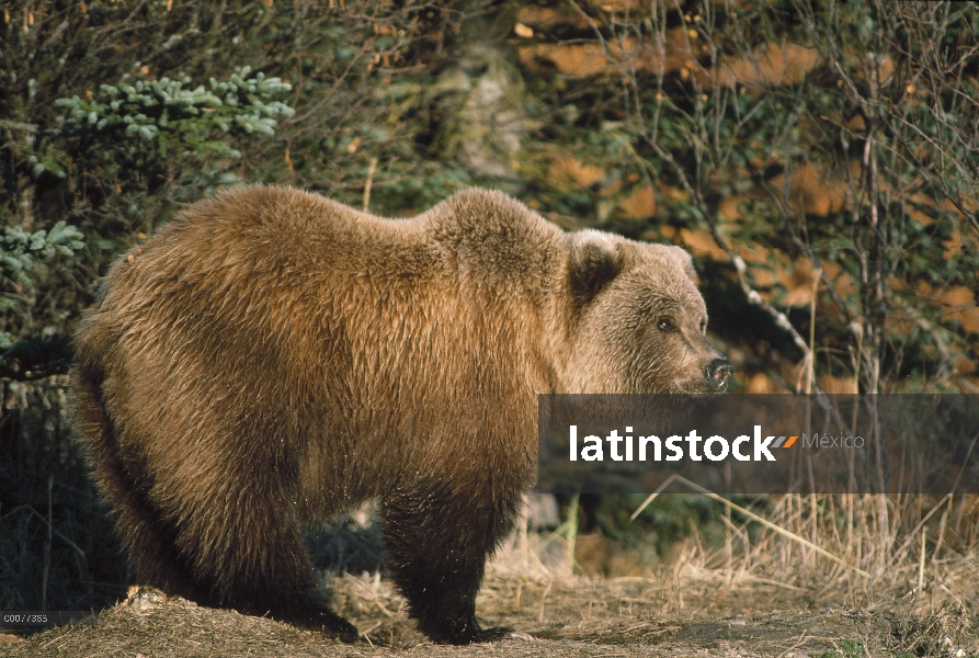 Retrato del oso pardo (Ursus arctos horribilis), Alaska