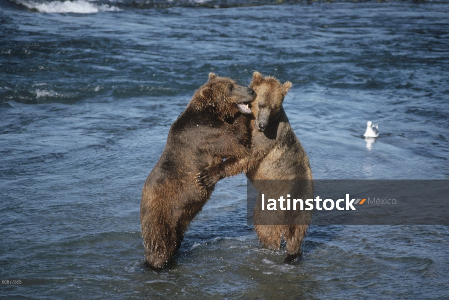 Machos de oso pardo (Ursus arctos horribilis) combates en río, Alaska