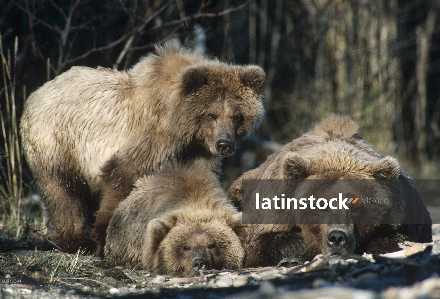 Trío de oso pardo (Ursus arctos horribilis) descanso, Alaska