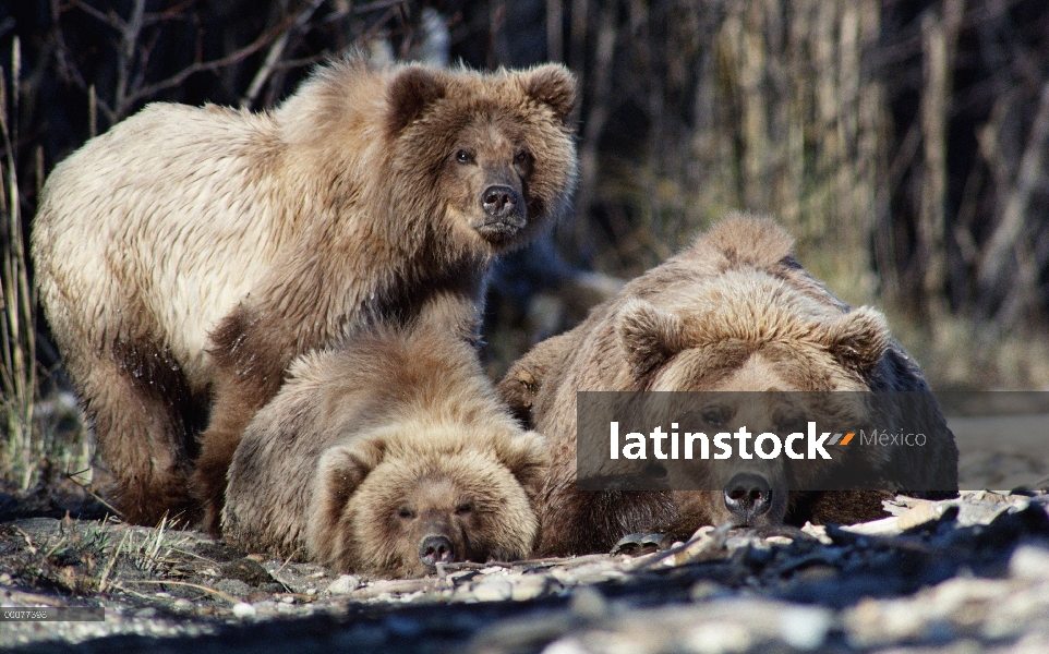 Trío de oso pardo (Ursus arctos horribilis) descanso, Alaska