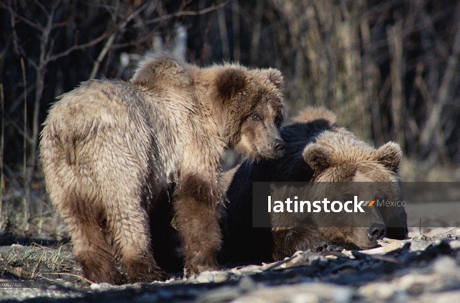 Par de oso pardo (Ursus arctos horribilis), Alaska