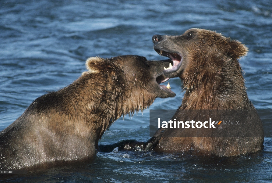 Machos de oso pardo (Ursus arctos horribilis) combates en río, Alaska