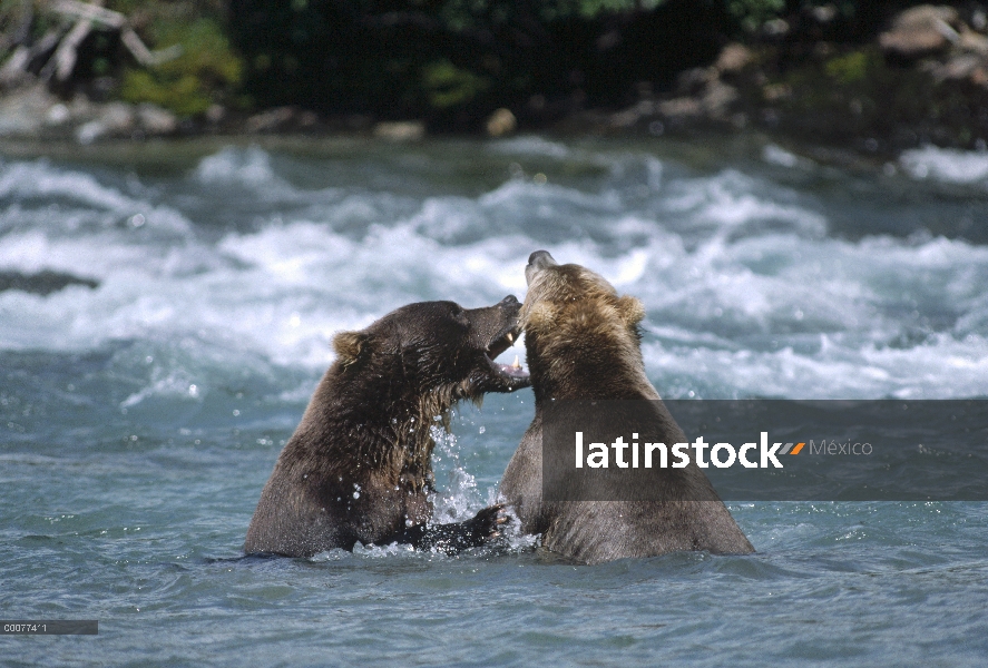 Machos de oso pardo (Ursus arctos horribilis) combates en río, Alaska