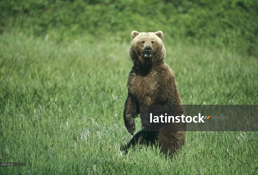 Oso Grizzly (Ursus arctos horribilis) pie femenino en pasto verde, Alaska