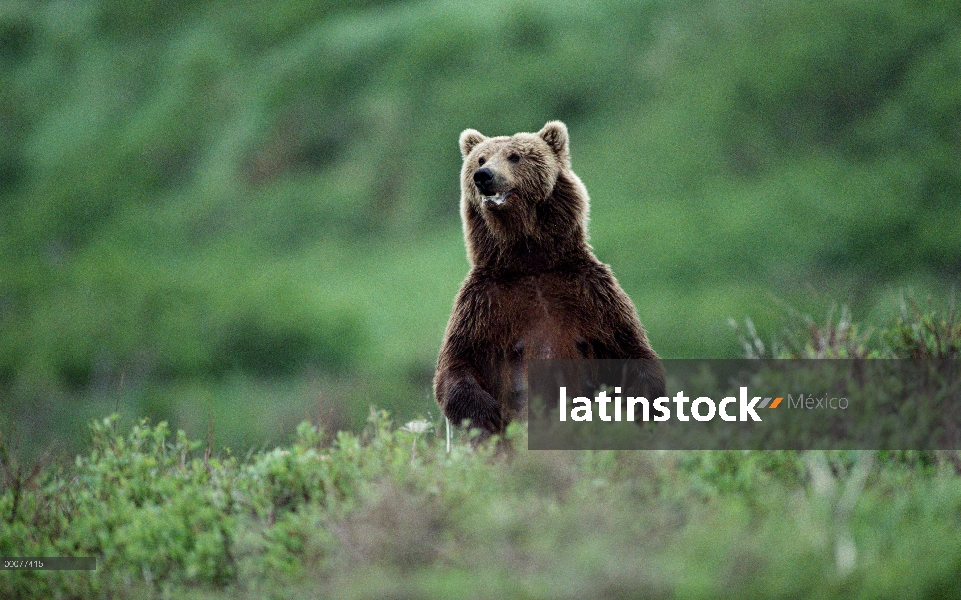 Oso Grizzly (Ursus arctos horribilis) pie femenino en el follaje verde, Alaska