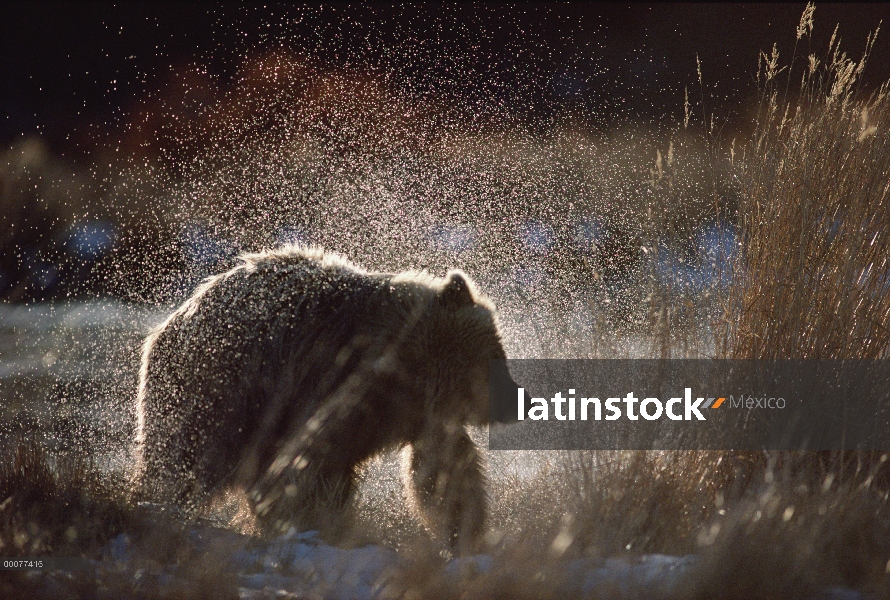 Oso Grizzly (Ursus arctos horribilis) sacudiendo el agua después de un baño, Alaska