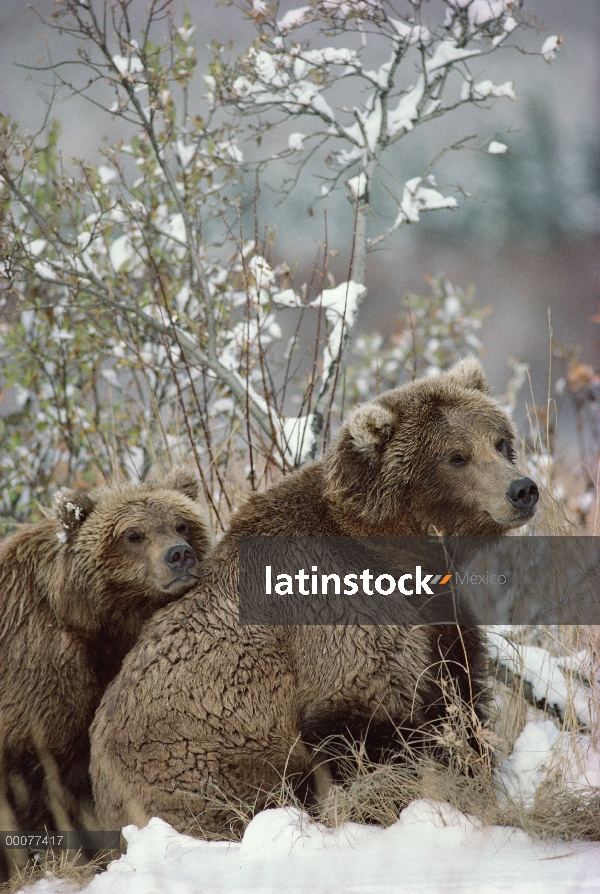 Oso Grizzly (Ursus arctos horribilis) par en reposo en la nieve, Alaska