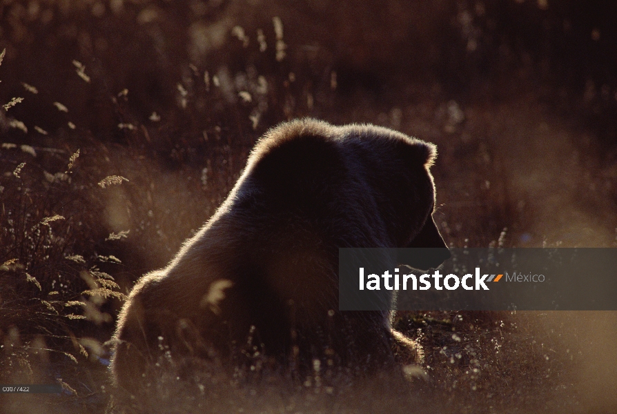 Oso Grizzly (Ursus arctos horribilis) contraluz al atardecer, Alaska