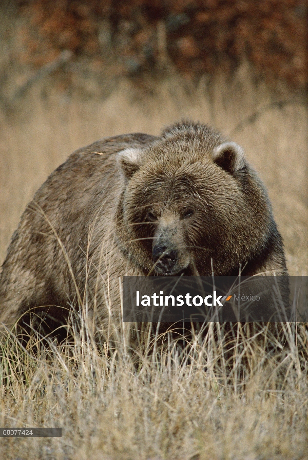 Retrato del oso pardo (Ursus arctos horribilis) en hierba seca, Alaska