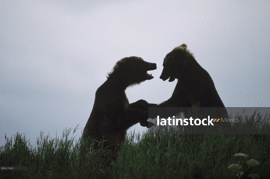 Machos de oso pardo (Ursus arctos horribilis) lucha, Alaska