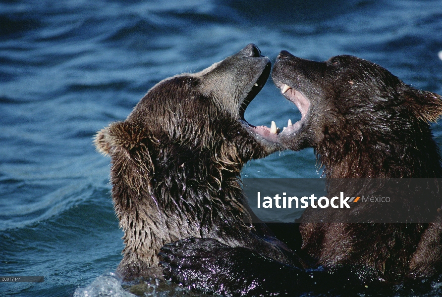 Oso Grizzly (Ursus arctos horribilis) lucha, Alaska