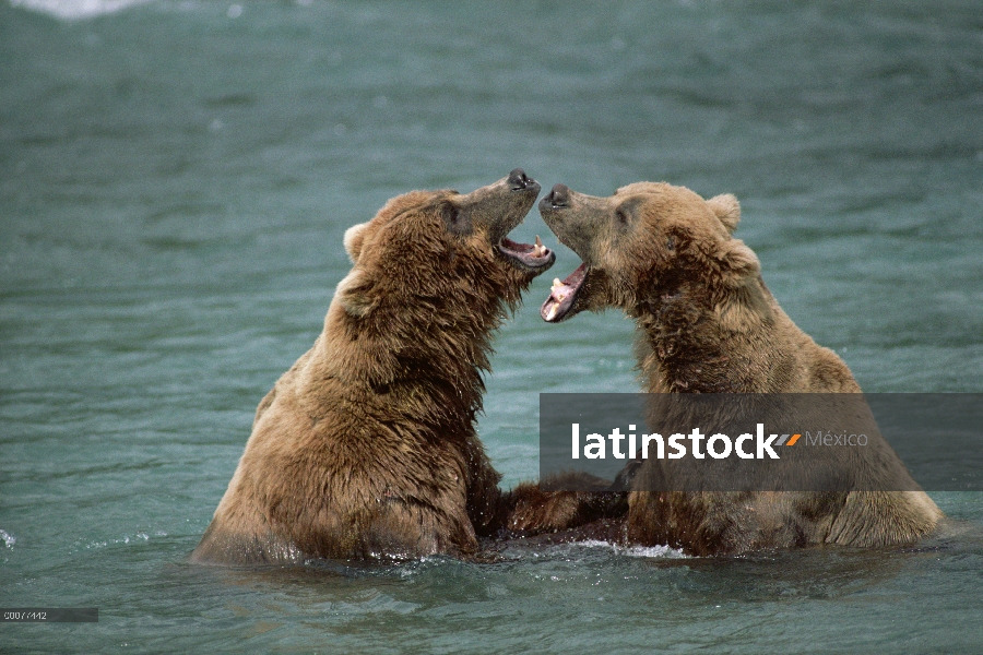 Oso Grizzly (Ursus arctos horribilis) par luchar, Alaska