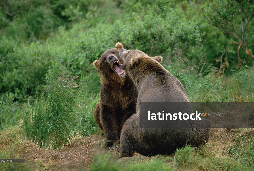 Oso Grizzly (Ursus arctos horribilis) par luchar, Alaska